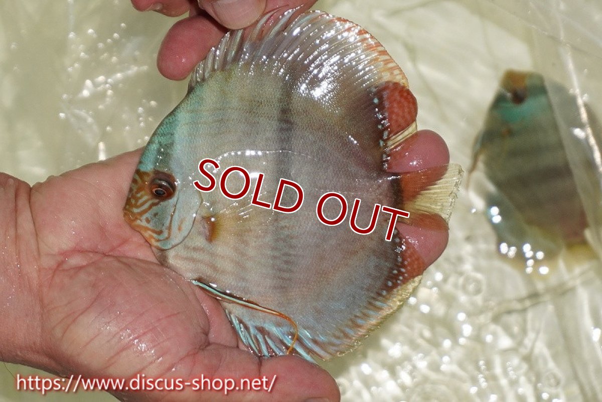 画像1: 【ワイルドディスカス】【通販】【ワイルド屈指のブルー発色】ヤムンダスーパーブルームーン【個体販売】13-15cm（生体）ヤムンダ産 (1)