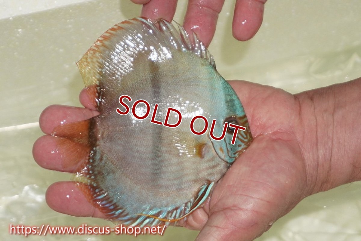 画像2: 【ワイルドディスカス】【通販】【ワイルド屈指のブルー発色】ヤムンダスーパーブルームーン【個体販売】13-15cm（生体）ヤムンダ産 (2)