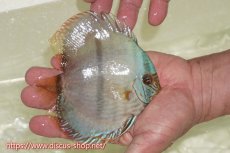 画像2: 【ワイルドディスカス】【通販】【ワイルド屈指のブルー発色】ヤムンダスーパーブルームーン【個体販売】13-15cm（生体）ヤムンダ産 (2)