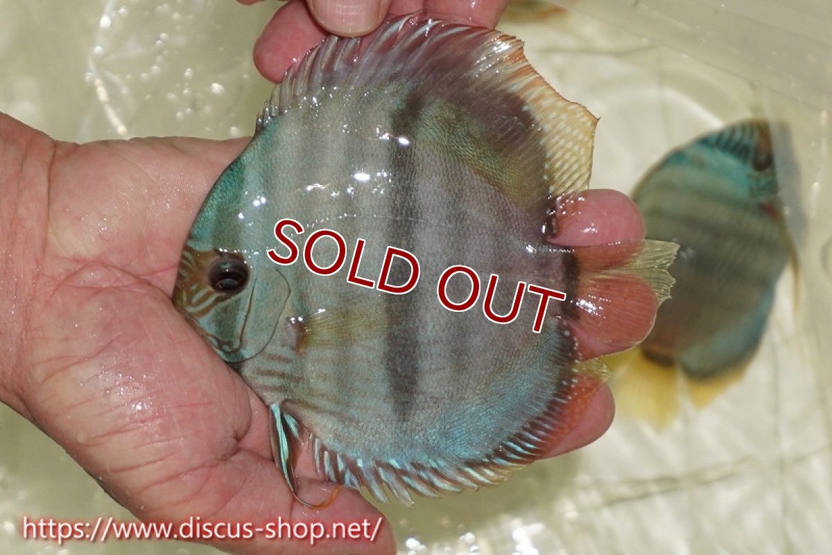 画像1: 【ワイルドディスカス】【通販】【ワイルド屈指のブルー発色】ヤムンダスーパーブルームーン【個体販売】13-15cm（生体）ヤムンダ産 (1)