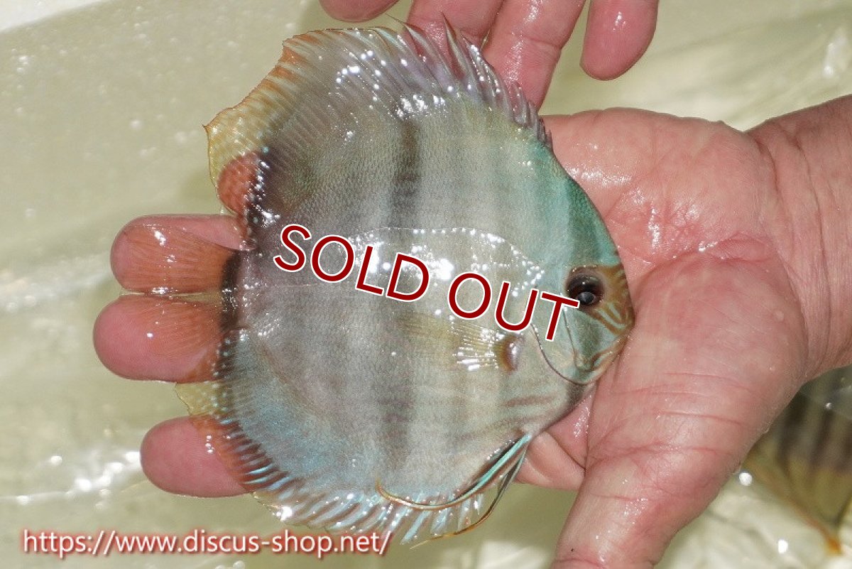 画像2: 【ワイルドディスカス】【通販】【ワイルド屈指のブルー発色】ヤムンダスーパーブルームーン【個体販売】13-15cm（生体）ヤムンダ産 (2)