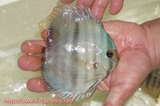 画像2: 【ワイルドディスカス】【通販】【ワイルド屈指のブルー発色】ヤムンダスーパーブルームーン【個体販売】13-15cm（生体）ヤムンダ産 (2)