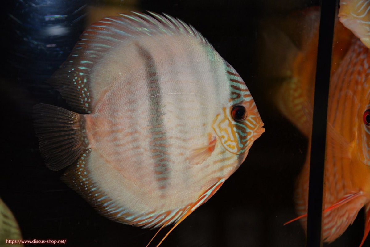 画像1: 【30周年記念セール対象個体】【ワイルドディスカス】【通販】【ワイルド屈指のブルー発色】ヤムンダスーパーブルームーン【個体販売】13-15cm（生体）ヤムンダ産 (1)