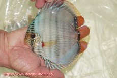 画像1: 【ワイルドディスカス】【通販】【ワイルド屈指のブルー発色】ヤムンダスーパーブルームーン【個体販売】13-15cm（生体）ヤムンダ産 (1)