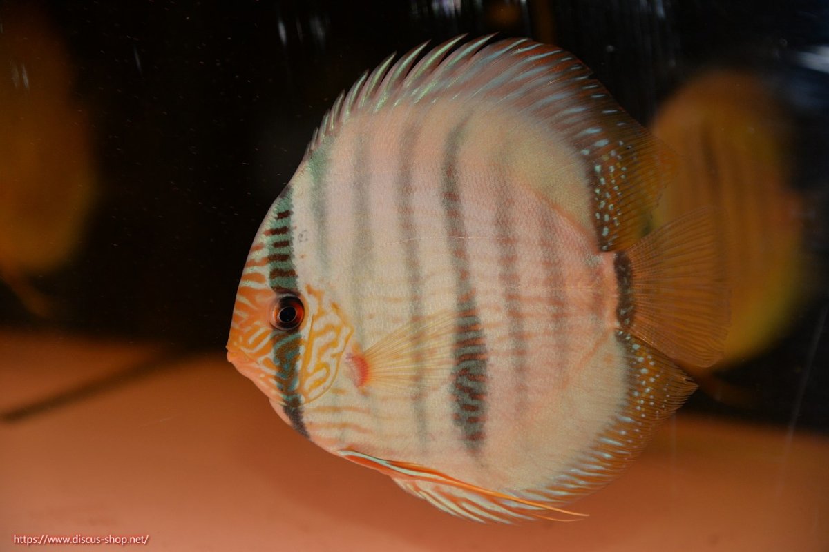 画像2: 【30周年記念セール対象個体】【ワイルドディスカス】【通販】【ワイルド屈指のブルー発色】ヤムンダスーパーブルームーン【個体販売】13-15cm（生体）ヤムンダ産 (2)