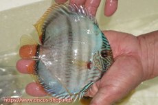 画像2: 【ワイルドディスカス】【通販】【ワイルド屈指のブルー発色】ヤムンダスーパーブルームーン【個体販売】13-15cm（生体）ヤムンダ産 (2)