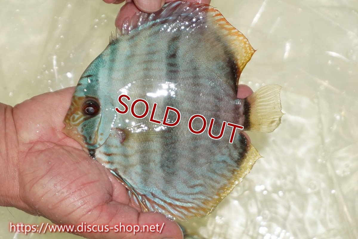 画像1: 【30周年記念セール対象個体】【ワイルドディスカス】【通販】【ワイルド屈指のブルー発色】ヤムンダスーパーブルームーン【個体販売】13-15cm（生体）ヤムンダ産 (1)