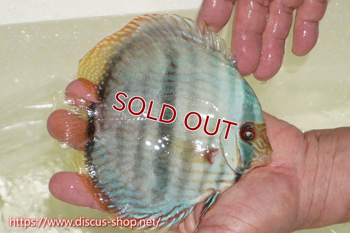 画像2: 【30周年記念セール対象個体】【ワイルドディスカス】【通販】【ワイルド屈指のブルー発色】ヤムンダスーパーブルームーン【個体販売】13-15cm（生体）ヤムンダ産 (2)