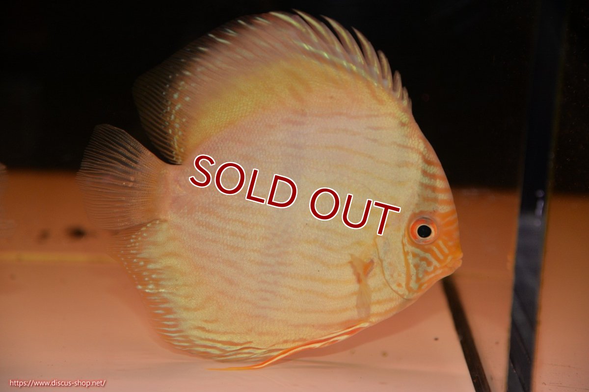 画像1: 【30周年記念セール対象個体】【ワイルドディスカス】【通販】【ワイルド屈指のブルー発色】ヤムンダスーパーブルームーン【個体販売】13-15cm（生体）ヤムンダ産 (1)