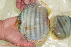 画像1: 【ワイルドディスカス】【通販】【ワイルド屈指のブルー発色】ヤムンダスーパーブルームーン【個体販売】13-15cm（生体）ヤムンダ産 (1)