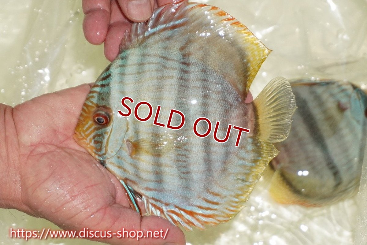 画像2: 【30周年記念セール対象個体】【ワイルドディスカス】【通販】【ワイルド屈指のブルー発色】ヤムンダスーパーブルームーン【個体販売】13-15cm（生体）ヤムンダ産 (2)