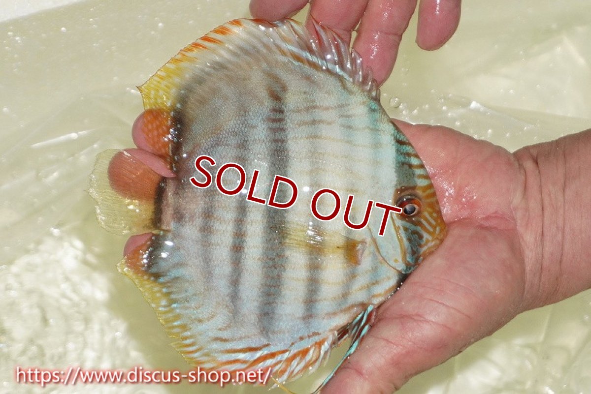 画像3: 【30周年記念セール対象個体】【ワイルドディスカス】【通販】【ワイルド屈指のブルー発色】ヤムンダスーパーブルームーン【個体販売】13-15cm（生体）ヤムンダ産 (3)