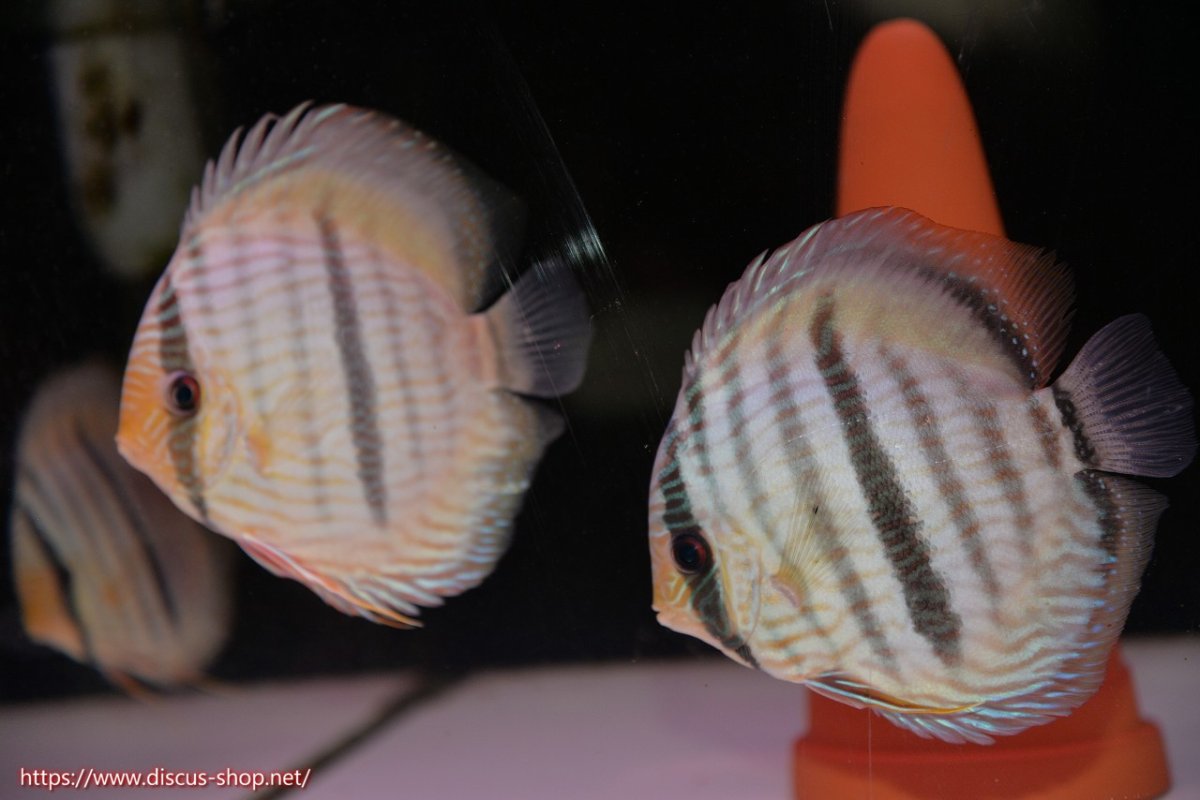 画像1: 【30周年記念セール対象個体】【ワイルドディスカス】【通販】【ワイルド屈指のブルー発色】ヤムンダスーパーブルームーン【個体ペア販売】15-16cm（生体）ヤムンダ産 (1)