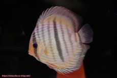 画像2: 【30周年記念セール対象個体】【ワイルドディスカス】【通販】【ワイルド屈指のブルー発色】ヤムンダスーパーブルームーン【個体ペア販売】15-16cm（生体）ヤムンダ産 (2)