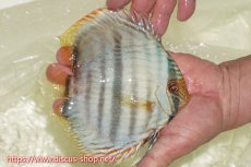 画像4: 【30周年記念セール対象個体】【ワイルドディスカス】【通販】【ワイルド屈指のブルー発色】ヤムンダスーパーブルームーン【個体ペア販売】15-16cm（生体）ヤムンダ産 (4)