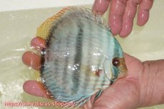 画像7: 【30周年記念セール対象個体】【ワイルドディスカス】【通販】【ワイルド屈指のブルー発色】ヤムンダスーパーブルームーン【個体ペア販売】15-16cm（生体）ヤムンダ産 (7)