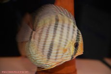 画像5: 【初夏のペア祭り対象個体】【ワイルドディスカス】【通販】【ワイルド屈指のブルー発色】ヤムンダスーパーブルームーン【個体ペア販売】15cm（生体）ヤムンダ産 (5)