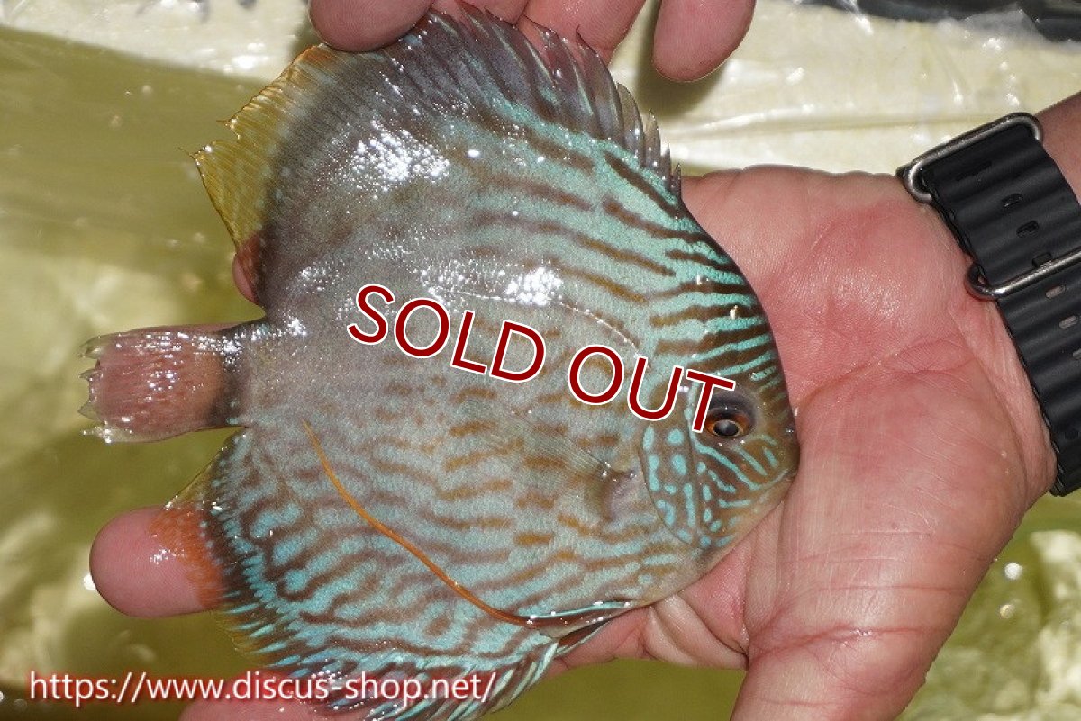 画像3: 【ワイルドディスカス】【通販】【５年ぶりの入荷】ラーゴタンバッキースーパーロイヤル【個体販売】14-15cm（生体）ラーゴタンバッキー産 (3)