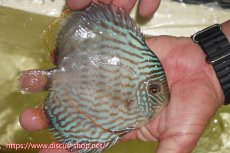 画像3: 【ワイルドディスカス】【通販】【５年ぶりの入荷】ラーゴタンバッキースーパーロイヤル【個体販売】14-15cm（生体）ラーゴタンバッキー産 (3)