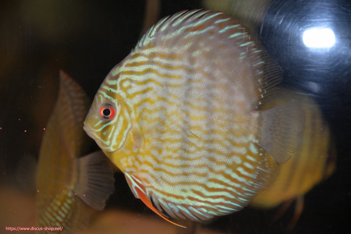 画像1: 【30周年記念セール対象個体】【ワイルドディスカス】【通販】【５年ぶりの入荷】ラーゴタンバッキースーパーロイヤル【個体販売】14-15cm（生体）ラーゴタンバッキー産 (1)