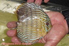画像3: 【30周年記念セール対象個体】【ワイルドディスカス】【通販】【５年ぶりの入荷】ラーゴタンバッキースーパーロイヤル【個体販売】14-15cm（生体）ラーゴタンバッキー産 (3)