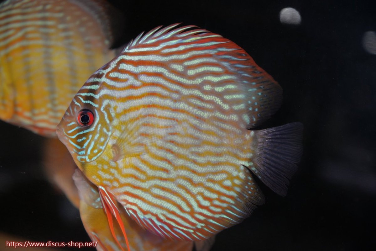 画像1: 【30周年記念セール対象個体】【ワイルドディスカス】【通販】【５年ぶりの入荷】ラーゴタンバッキースーパーロイヤル【個体販売】14-15cm（生体）ラーゴタンバッキー産 (1)