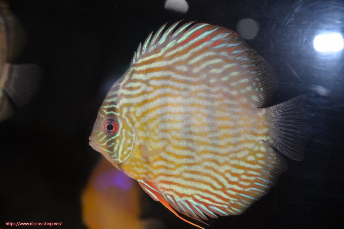 画像2: 【30周年記念セール対象個体】【ワイルドディスカス】【通販】【５年ぶりの入荷】ラーゴタンバッキースーパーロイヤル【個体販売】14-15cm（生体）ラーゴタンバッキー産 (2)