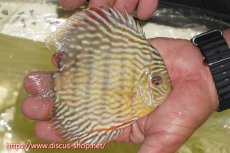 画像2: 【ワイルドディスカス】【通販】【５年ぶりの入荷】ラーゴタンバッキースーパーロイヤル【個体販売】14-15cm（生体）ラーゴタンバッキー産 (2)