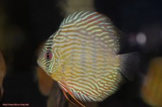 画像3: 【30周年記念セール対象個体】【ワイルドディスカス】【通販】【５年ぶりの入荷】ラーゴタンバッキースーパーロイヤル【個体販売】14-15cm（生体）ラーゴタンバッキー産 (3)