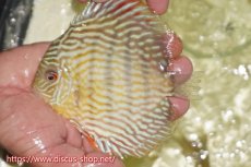 画像4: 【30周年記念セール対象個体】【ワイルドディスカス】【通販】【５年ぶりの入荷】ラーゴタンバッキースーパーロイヤル【個体販売】14-15cm（生体）ラーゴタンバッキー産 (4)