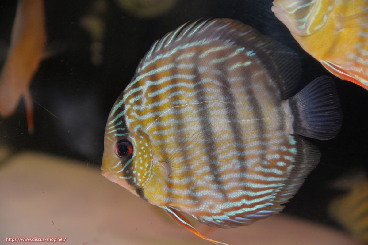 画像1: 【30周年記念セール対象個体】【ワイルドディスカス】【通販】【５年ぶりの入荷】ラーゴタンバッキースーパーロイヤル【個体販売】14-15cm（生体）ラーゴタンバッキー産 (1)