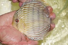 画像1: 【ワイルドディスカス】【通販】【５年ぶりの入荷】ラーゴタンバッキースーパーロイヤル【個体販売】14-15cm（生体）ラーゴタンバッキー産 (1)