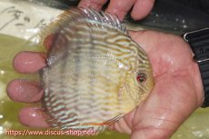 画像3: 【30周年記念セール対象個体】【ワイルドディスカス】【通販】【５年ぶりの入荷】ラーゴタンバッキースーパーロイヤル【個体販売】14-15cm（生体）ラーゴタンバッキー産 (3)