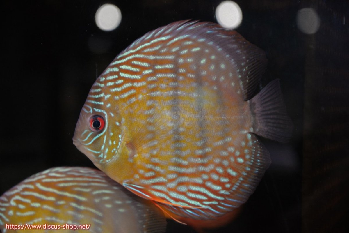 画像1: 【30周年記念セール対象個体】【ワイルドディスカス】【通販】【５年ぶりの入荷】ラーゴタンバッキースーパーロイヤル【個体販売】14-15cm（生体）ラーゴタンバッキー産 (1)