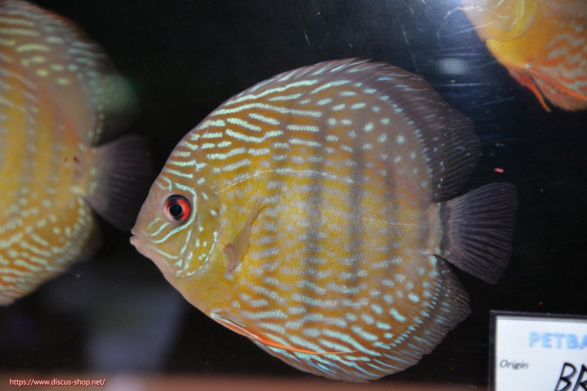 画像2: 【30周年記念セール対象個体】【ワイルドディスカス】【通販】【５年ぶりの入荷】ラーゴタンバッキースーパーロイヤル【個体販売】14-15cm（生体）ラーゴタンバッキー産 (2)