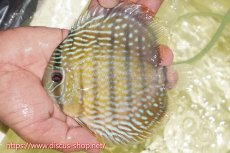 画像3: 【30周年記念セール対象個体】【ワイルドディスカス】【通販】【５年ぶりの入荷】ラーゴタンバッキースーパーロイヤル【個体販売】14-15cm（生体）ラーゴタンバッキー産 (3)