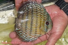 画像4: 【30周年記念セール対象個体】【ワイルドディスカス】【通販】【５年ぶりの入荷】ラーゴタンバッキースーパーロイヤル【個体販売】14-15cm（生体）ラーゴタンバッキー産 (4)