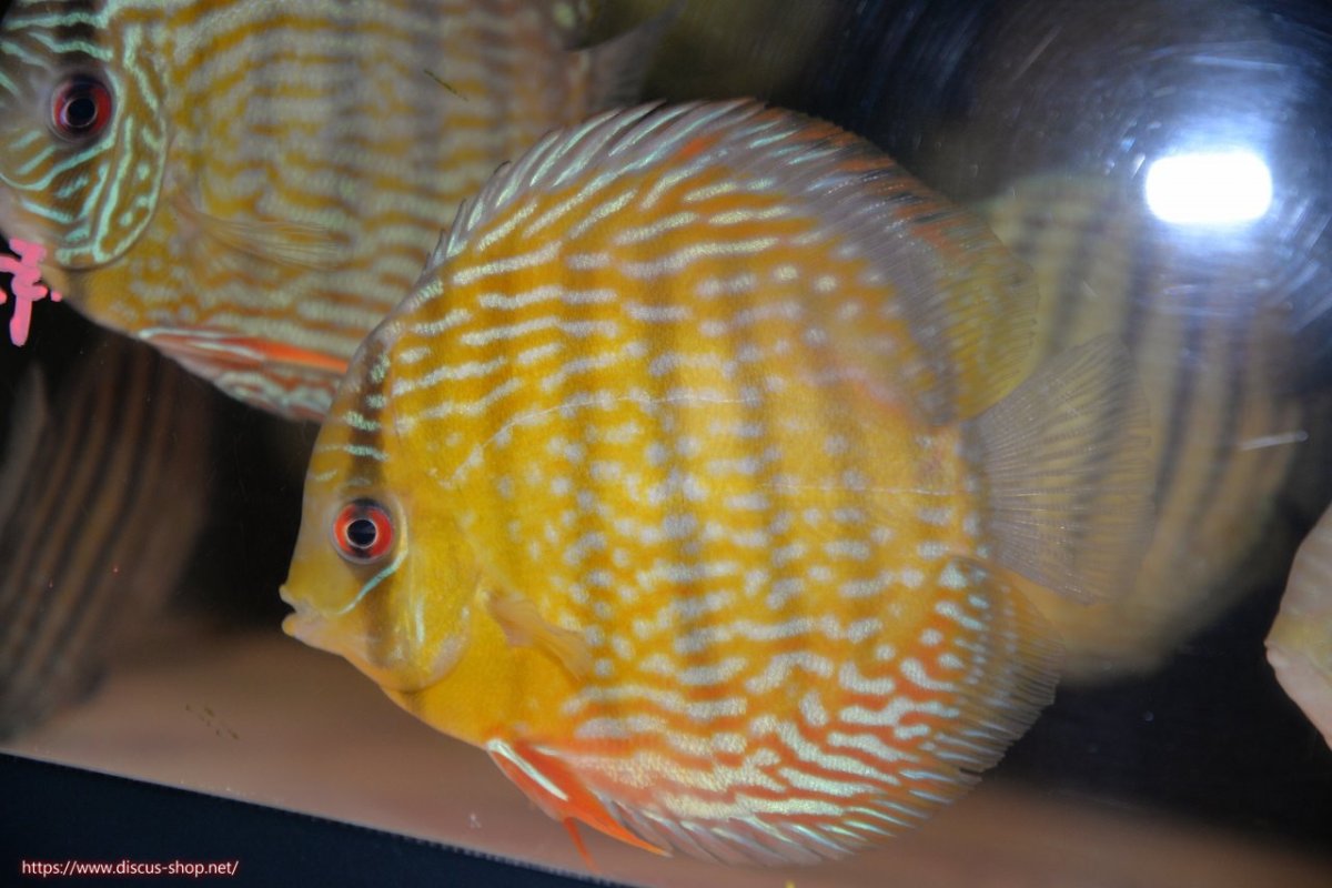 画像1: 【30周年記念セール対象個体】【ワイルドディスカス】【通販】【５年ぶりの入荷】ラーゴタンバッキースーパーロイヤル【個体販売】14-15cm（生体）ラーゴタンバッキー産 (1)