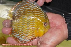 画像2: 【ワイルドディスカス】【通販】【５年ぶりの入荷】ラーゴタンバッキースーパーロイヤル【個体販売】14-15cm（生体）ラーゴタンバッキー産 (2)