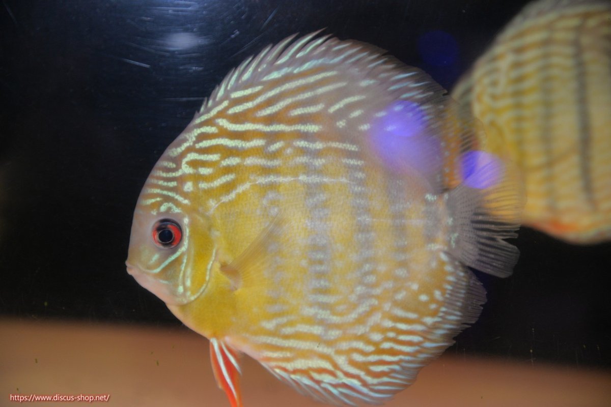 画像1: 【30周年記念セール対象個体】【ワイルドディスカス】【通販】【５年ぶりの入荷】ラーゴタンバッキースーパーロイヤル【個体販売】14-15cm（生体）ラーゴタンバッキー産 (1)