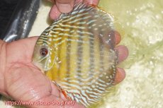 画像1: 【ワイルドディスカス】【通販】【５年ぶりの入荷】ラーゴタンバッキースーパーロイヤル【個体販売】14-15cm（生体）ラーゴタンバッキー産 (1)