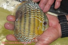 画像3: 【30周年記念セール対象個体】【ワイルドディスカス】【通販】【５年ぶりの入荷】ラーゴタンバッキースーパーロイヤル【個体販売】14-15cm（生体）ラーゴタンバッキー産 (3)