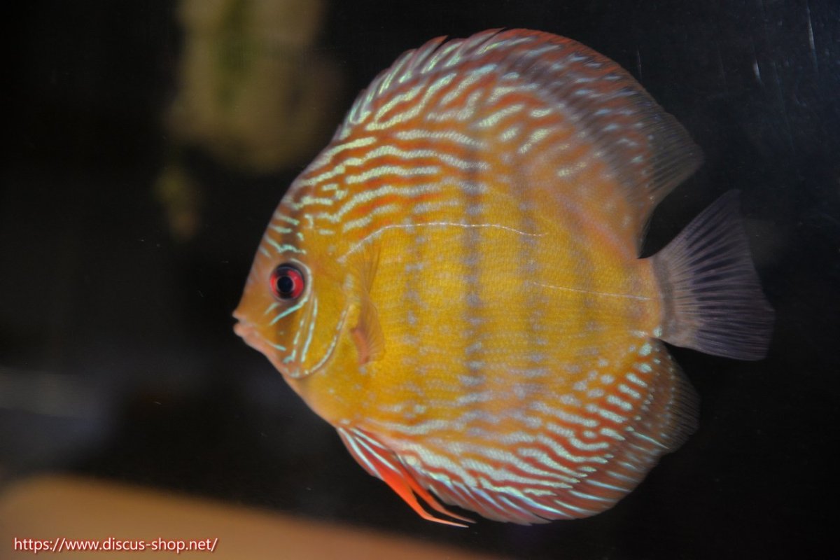 画像1: 【30周年記念セール対象個体】【ワイルドディスカス】【通販】【５年ぶりの入荷】ラーゴタンバッキースーパーロイヤル【個体販売】14-15cm（生体）ラーゴタンバッキー産 (1)