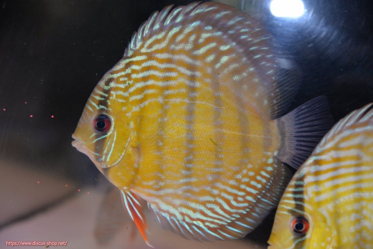 画像2: 【30周年記念セール対象個体】【ワイルドディスカス】【通販】【５年ぶりの入荷】ラーゴタンバッキースーパーロイヤル【個体販売】14-15cm（生体）ラーゴタンバッキー産 (2)