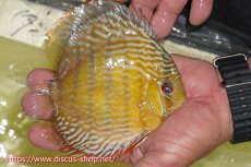 画像2: 【ワイルドディスカス】【通販】【５年ぶりの入荷】ラーゴタンバッキースーパーロイヤル【個体販売】14-15cm（生体）ラーゴタンバッキー産 (2)