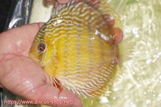 画像3: 【30周年記念セール対象個体】【ワイルドディスカス】【通販】【５年ぶりの入荷】ラーゴタンバッキースーパーロイヤル【個体販売】14-15cm（生体）ラーゴタンバッキー産 (3)