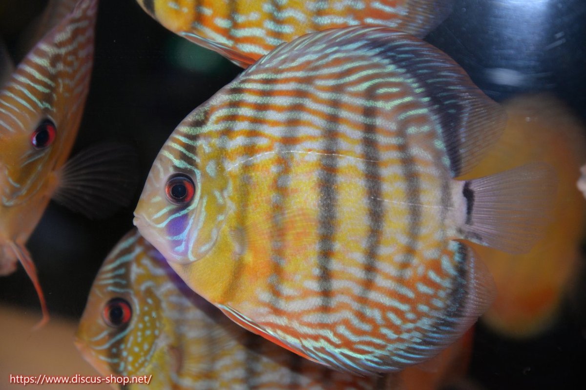 画像1: 【30周年記念セール対象個体】【ワイルドディスカス】【通販】【５年ぶりの入荷】ラーゴタンバッキースーパーロイヤル【個体販売】14-15cm（生体）ラーゴタンバッキー産 (1)