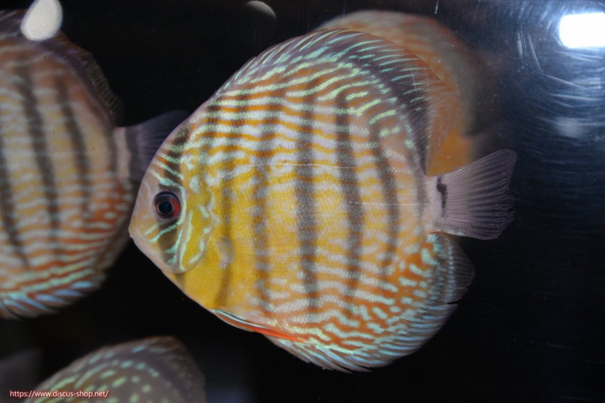 画像2: 【30周年記念セール対象個体】【ワイルドディスカス】【通販】【５年ぶりの入荷】ラーゴタンバッキースーパーロイヤル【個体販売】14-15cm（生体）ラーゴタンバッキー産 (2)