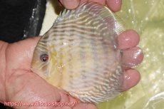 画像3: 【30周年記念セール対象個体】【ワイルドディスカス】【通販】【５年ぶりの入荷】ラーゴタンバッキースーパーロイヤル【個体販売】14-15cm（生体）ラーゴタンバッキー産 (3)