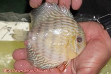 画像4: 【30周年記念セール対象個体】【ワイルドディスカス】【通販】【５年ぶりの入荷】ラーゴタンバッキースーパーロイヤル【個体販売】14-15cm（生体）ラーゴタンバッキー産 (4)